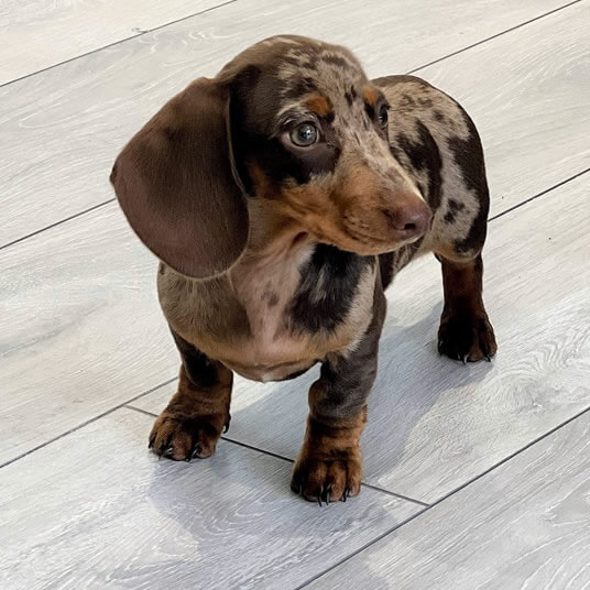 Peanut Hobbin